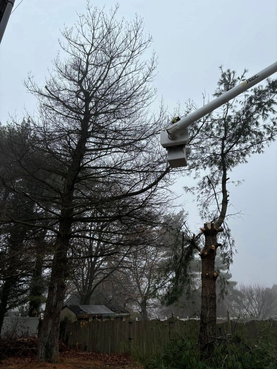 Tree Trimming for Melnyk’s Tree Service in Salem County, NJ