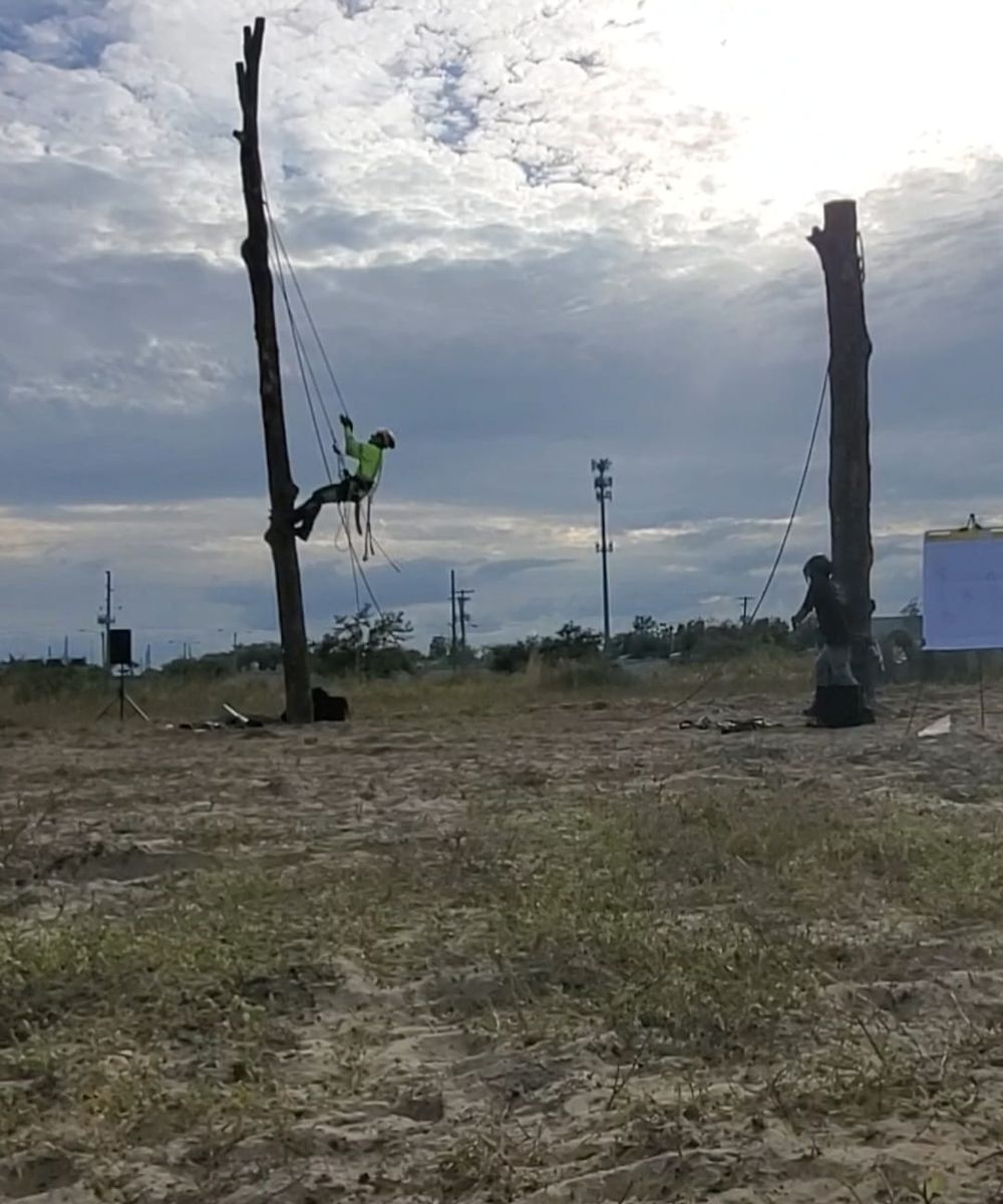 Tree Removal for Regal Tree Service and Stump Grinding in Wauchula, FL