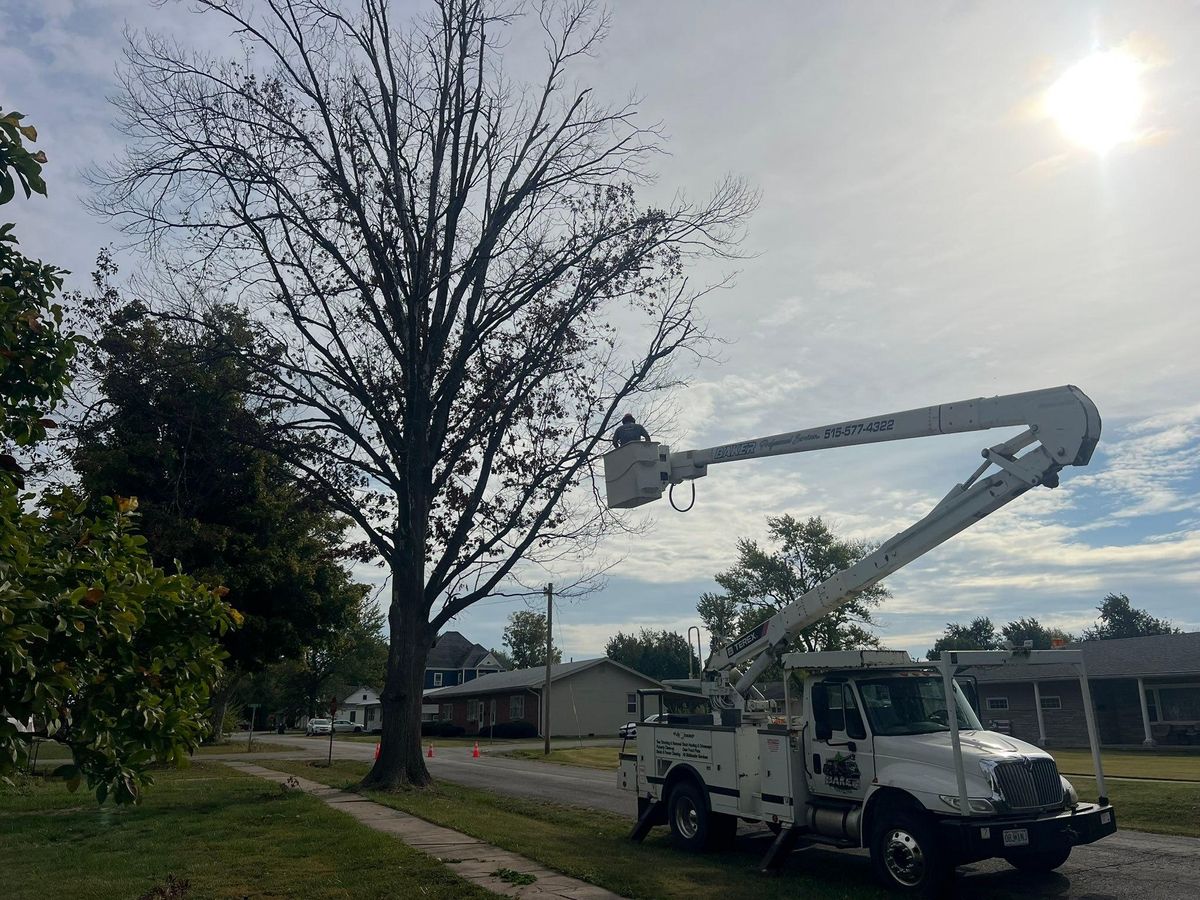 Tree Removal for Baker Professional Services LLC in Shelbina, MO