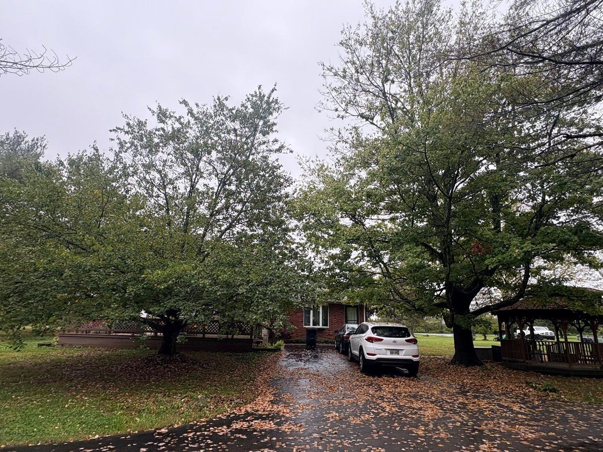 Tree Trimming for Dig-It Tree Company in Mason, OH