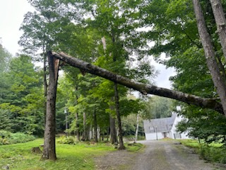 Dangerous Tree Removal for Andy Naylor Excavation in Johnson, VT