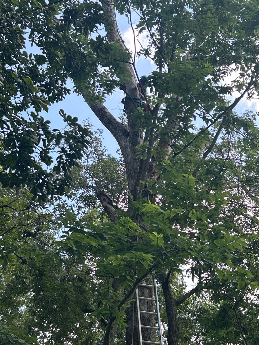 Tree Pruning for Stinger Tree Service in Belleville, IL