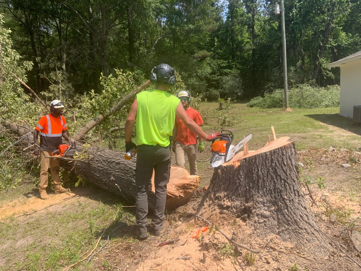 Tree Services for Broadway & McMullen Construction in Hattiesburg, MS