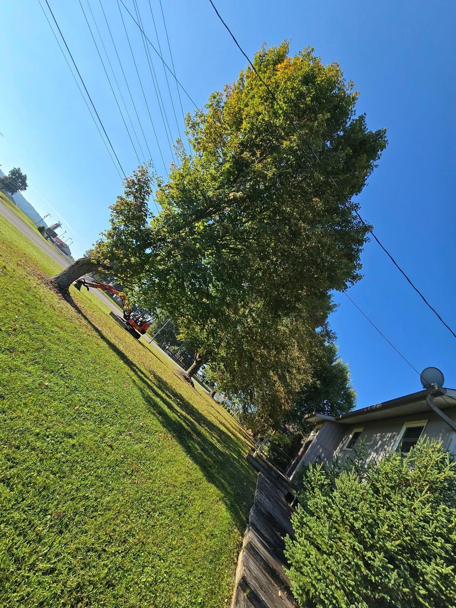 Tree Trimming for M&L Lumber and Excavating in Jonesborough, TN