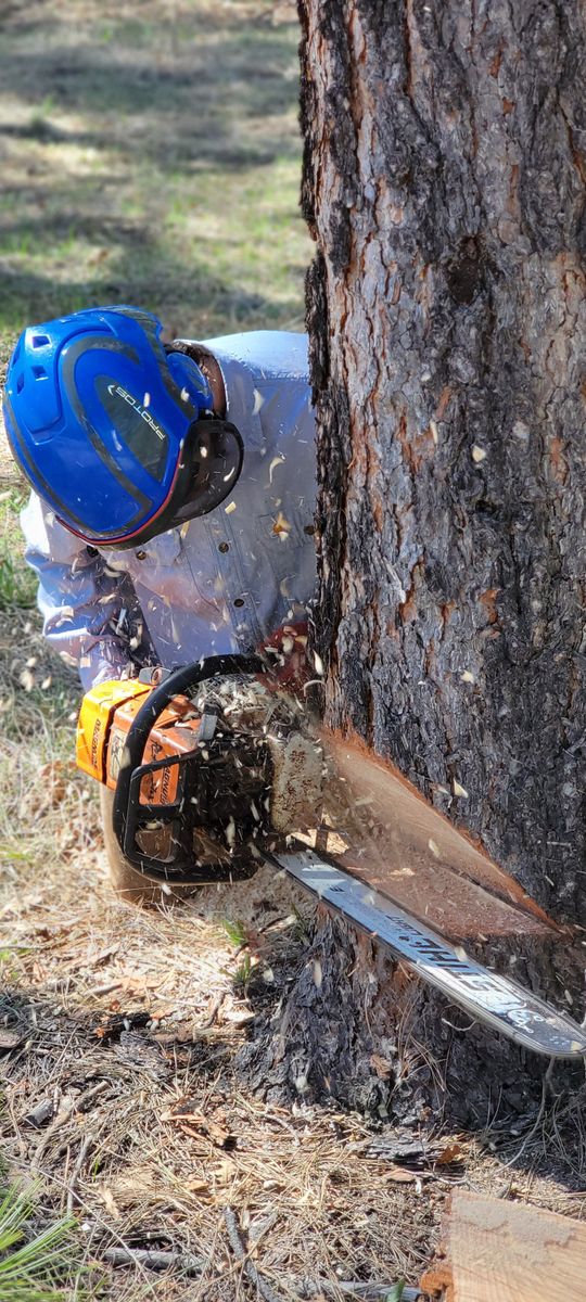 Emergency Tree Services for StockPro Tree Specialists in Show Low, AZ