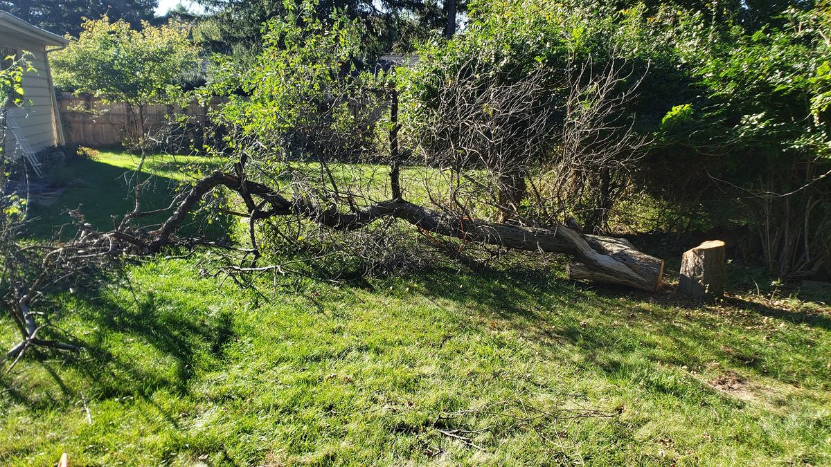 Tree Trimming & Removal for Land Movers in Kalamazoo County, MI