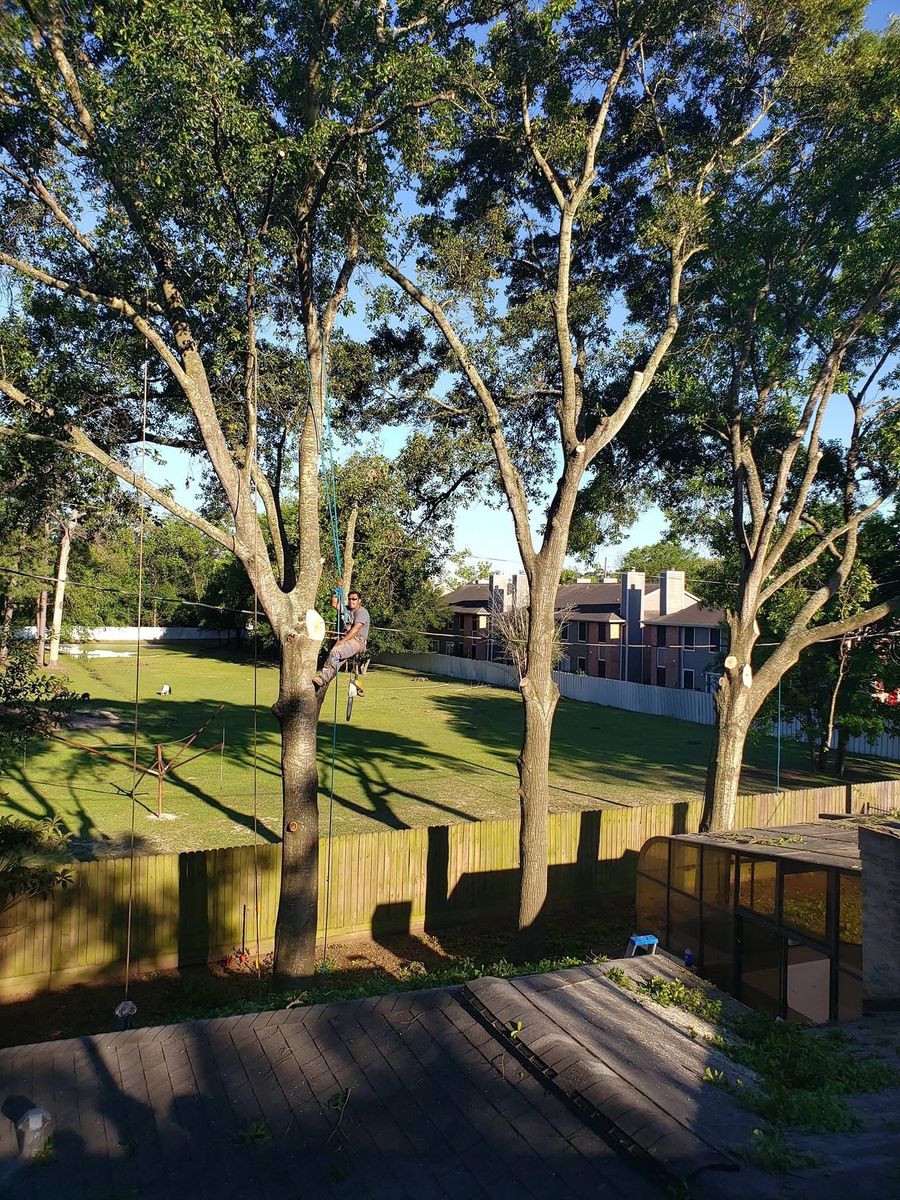 Landscaping for Garza Lawncare & Tree Service in Pearland, TX