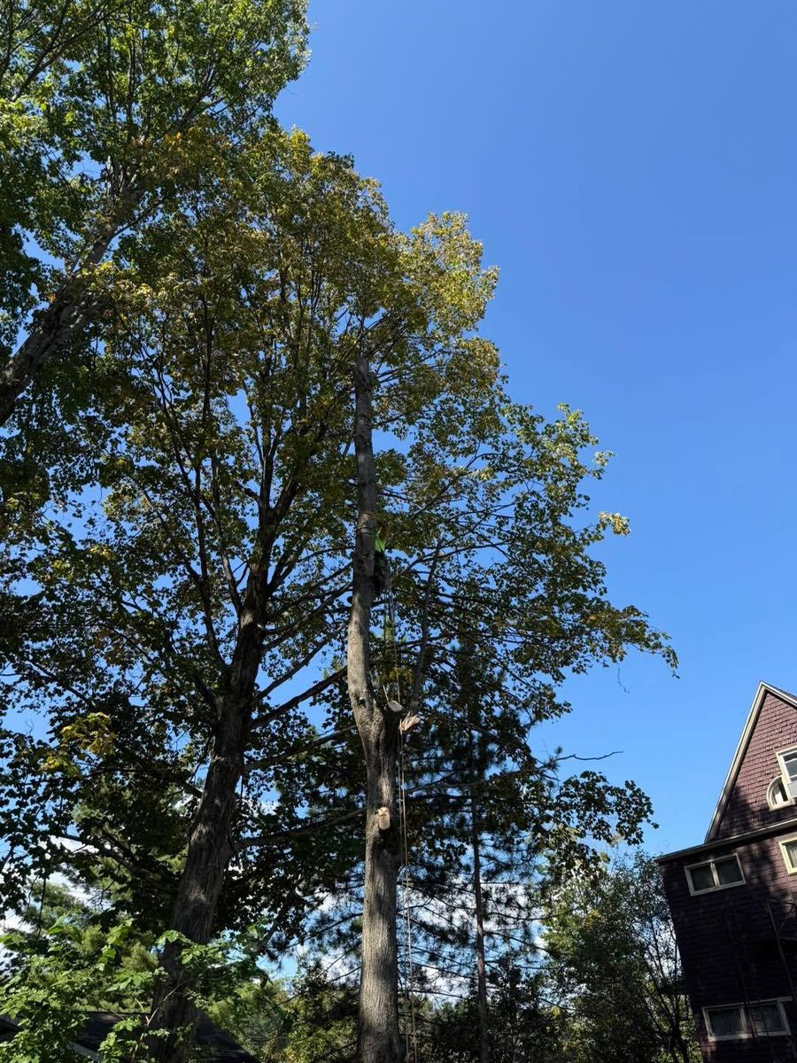 Tree Removal for Sterlings Tree Removal in Cobleskill, New York