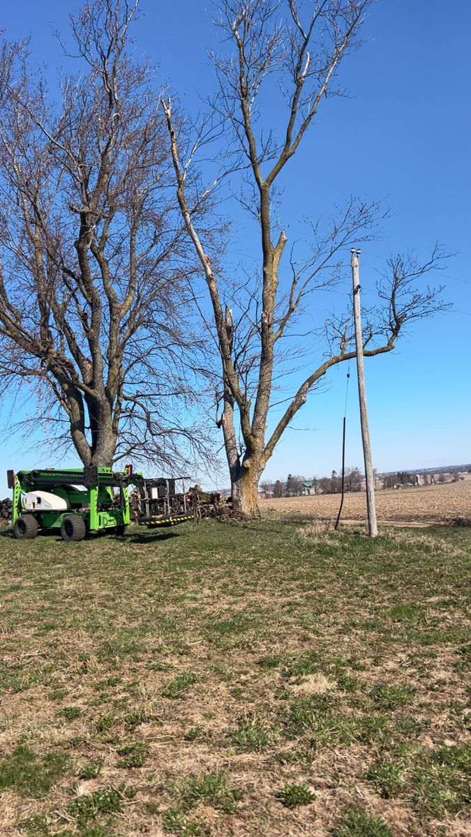 Tree Trimming for Fransen's Tree Service  in Freeport, IL