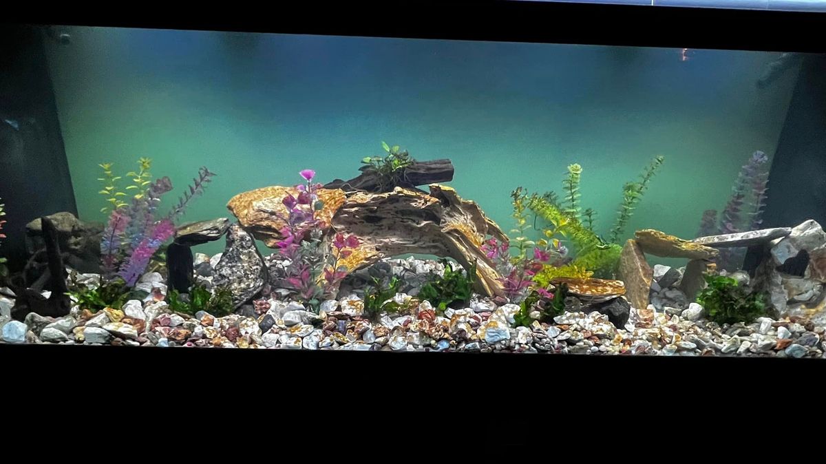 Emergency Services for Aquariums by Sharyn in The State of Florida, FL