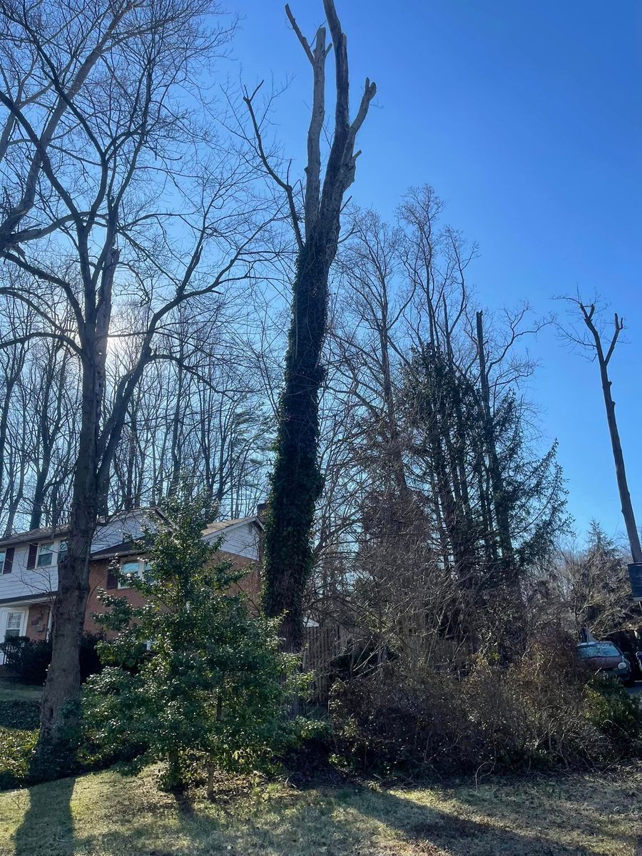 Tree Trimming for Ricky's Tree Service & Property Care in Orange, VA