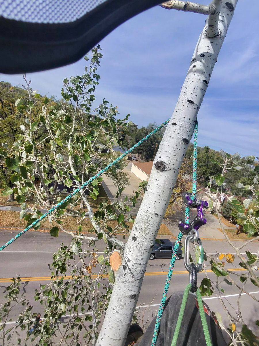 Tree Removal for Elevated Tree Care in Gillette, WY