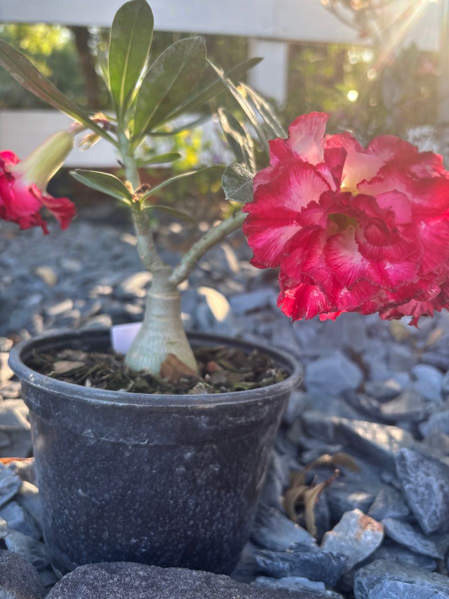 Plant Installation for Lawn Caring Guys in Cape Coral, FL