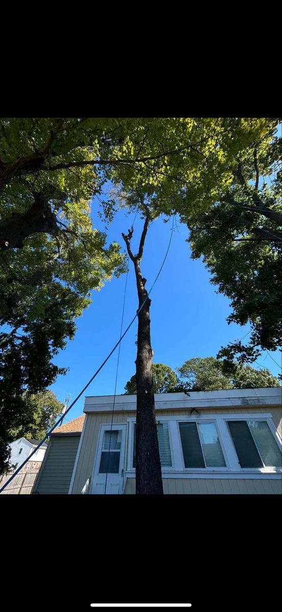Tree Removal for Tidewater Tree Service in Chesapeake, VA