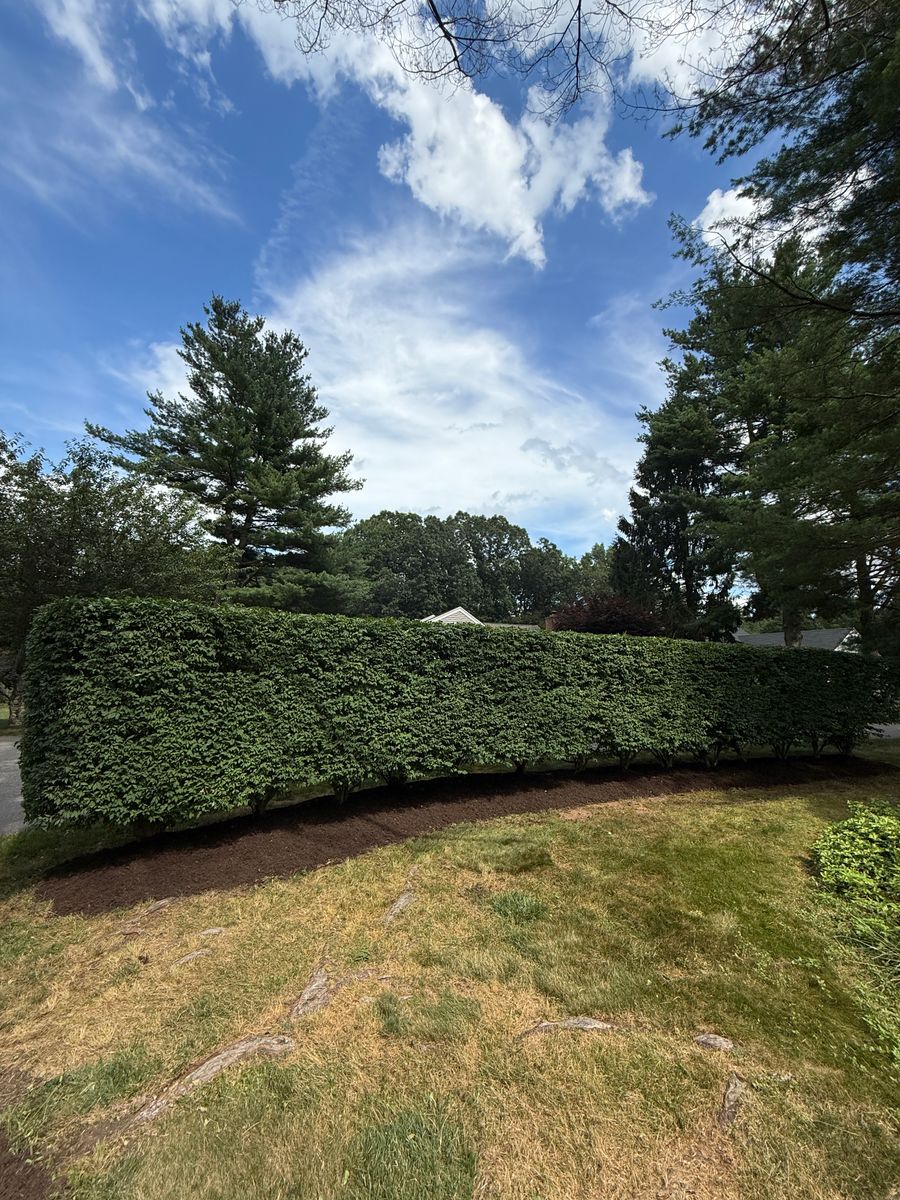 Shrub Trimming for Blades of Glory LLC in Cheshire, CT