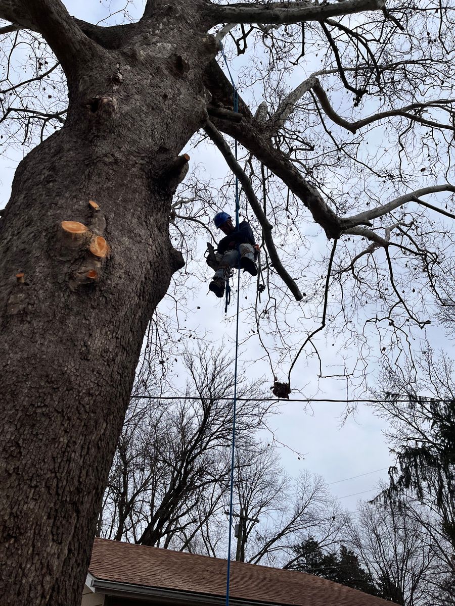 Tree Pruning for Stinger Tree Service in Belleville, IL