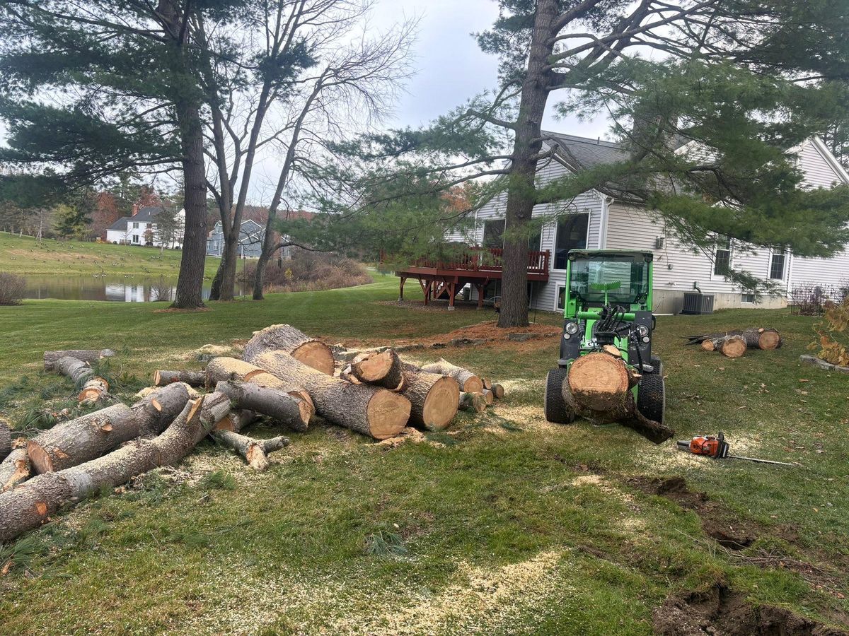 Tree Removal for T's Trees in Albany, NY