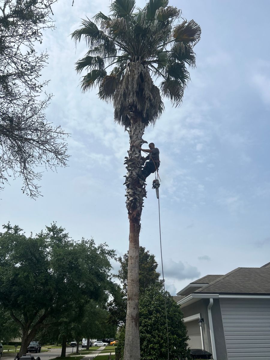 Tree Removal for Top Notch Tree Experts in Orange Park, FL