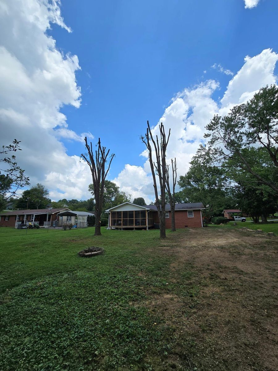 Tree Trimming for M&L Lumber and Excavating in Jonesborough, TN