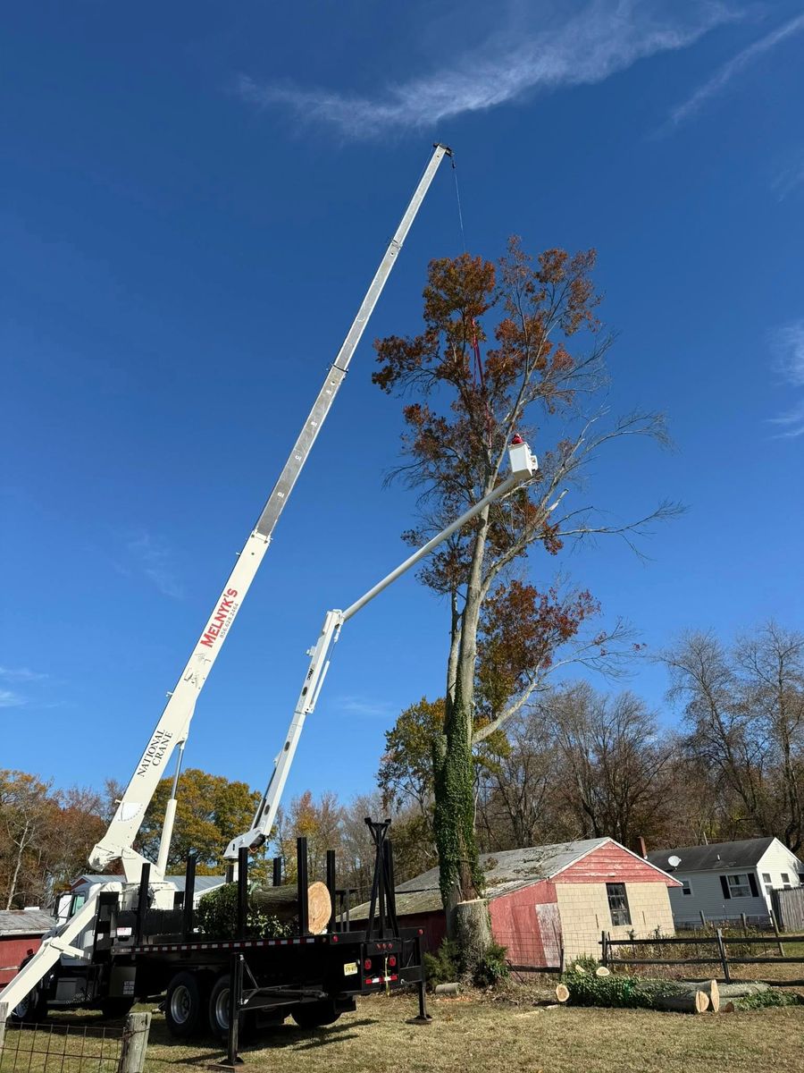 Climbing Services for Melnyk’s Tree Service in Salem County, NJ