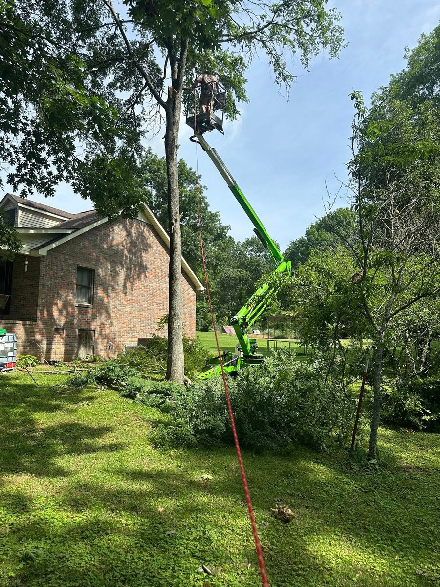 Tree Trimming & Removal for Lanes Land Management in Fayetteville, TN
