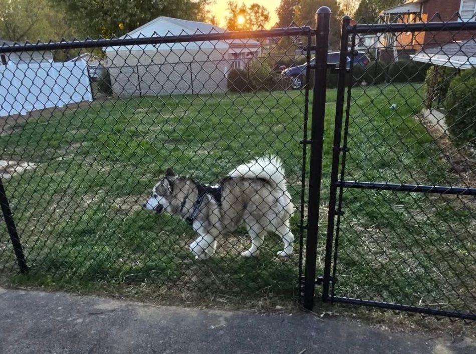 Chainlink Fences for Backyard Fence Solutions LLC in Uniontown, PA