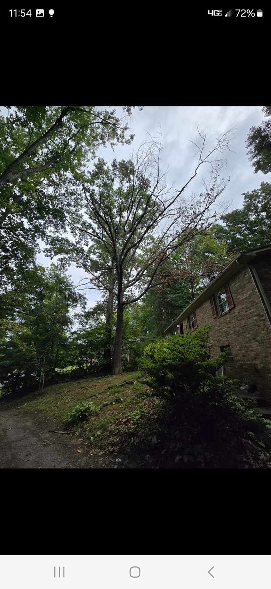 Tree Removal for M&L Lumber and Excavating in Jonesborough, TN