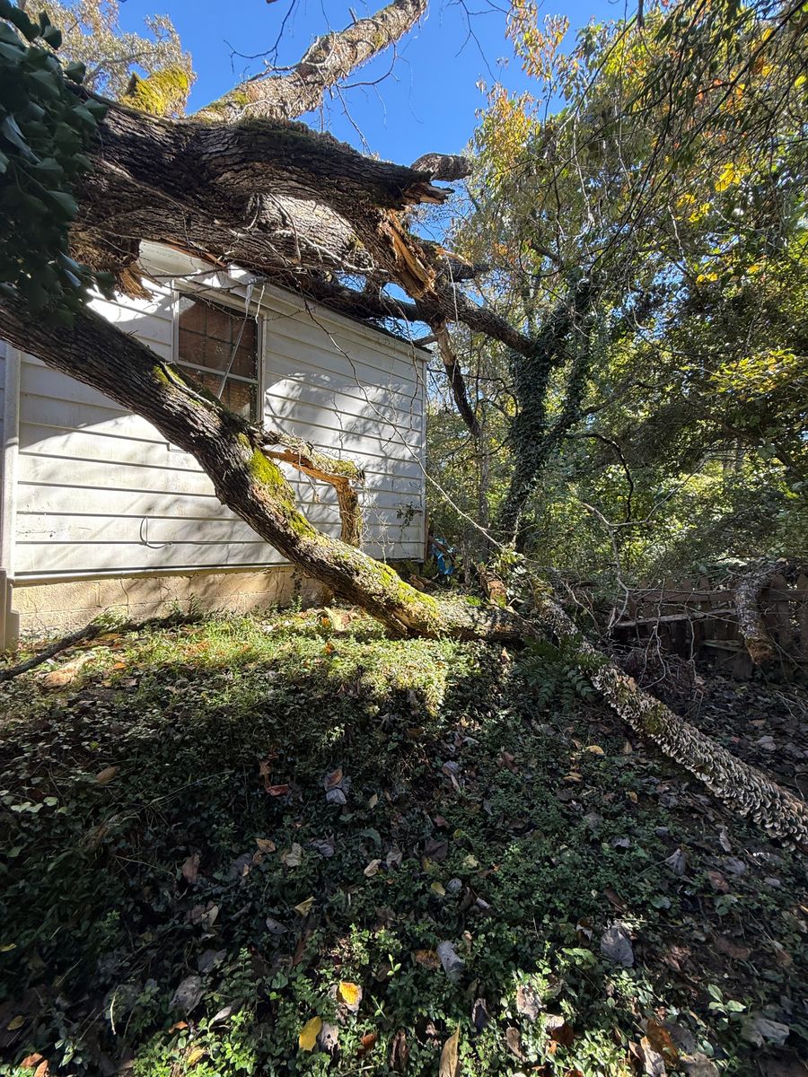 Tree Removal for Lucky’s Tree Removal and Landscape Services in Clinton, TN