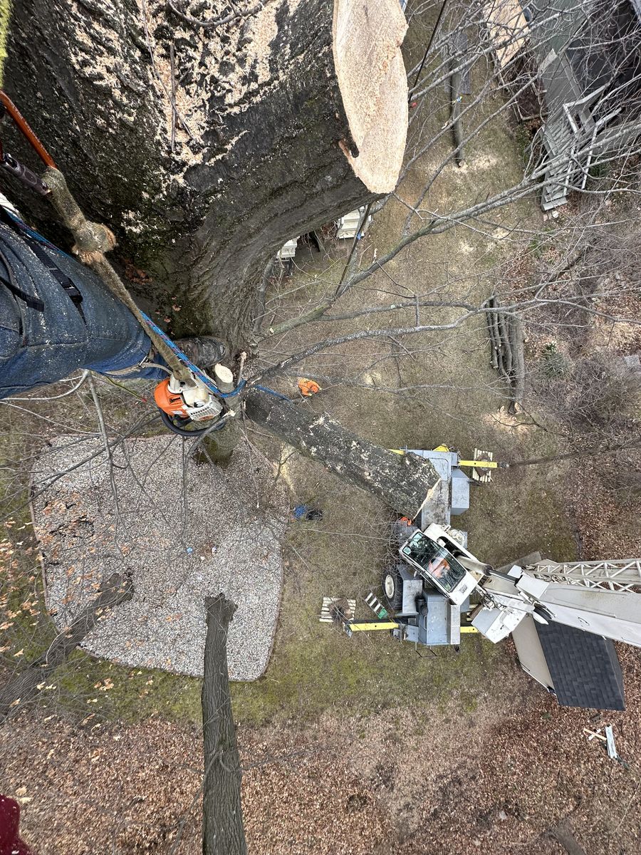 Tree Removal for Advanced Tree Solutions in Rockville, IN