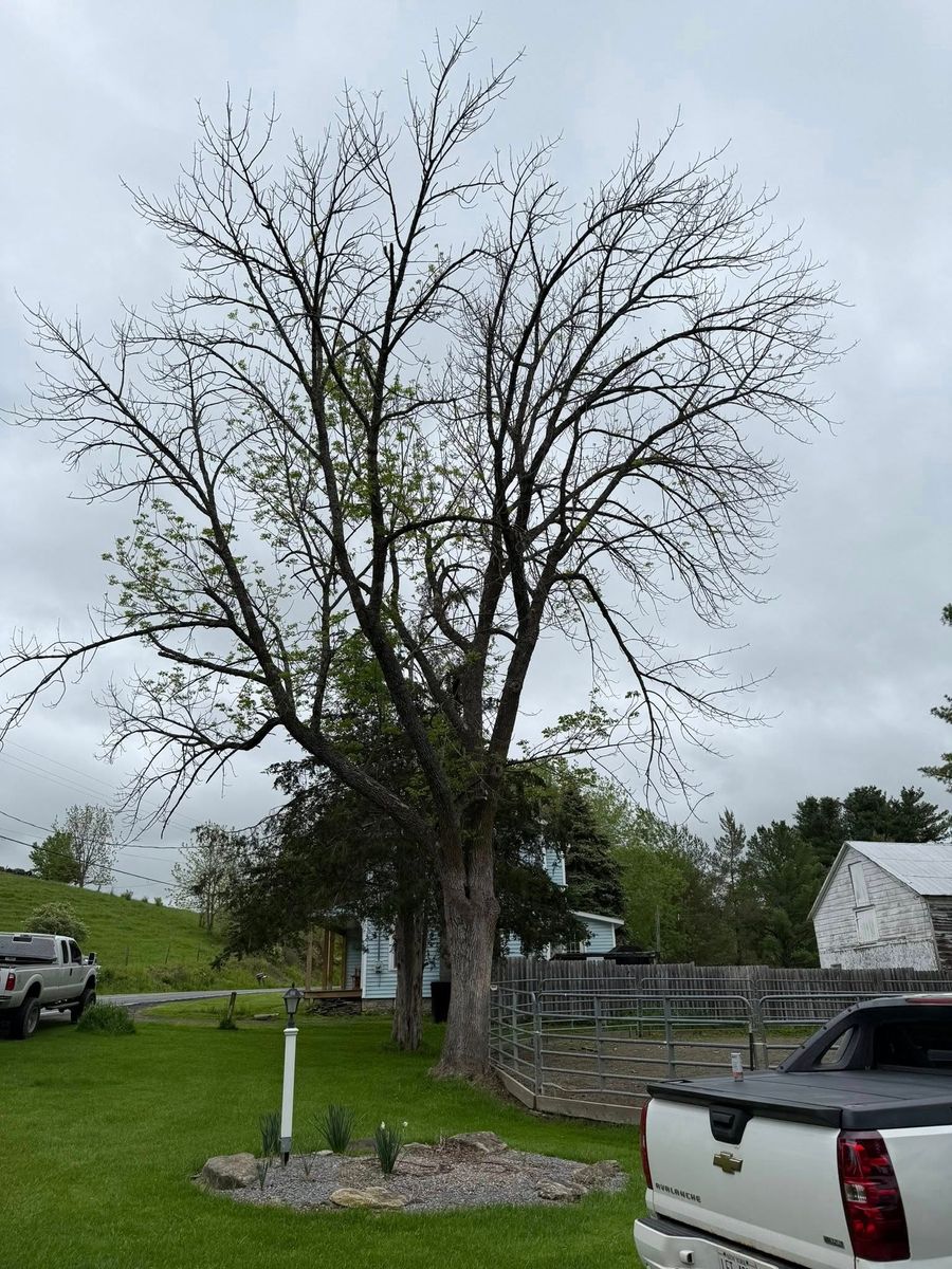 Tree Trimming for Sterlings Tree Removal in Cobleskill, New York