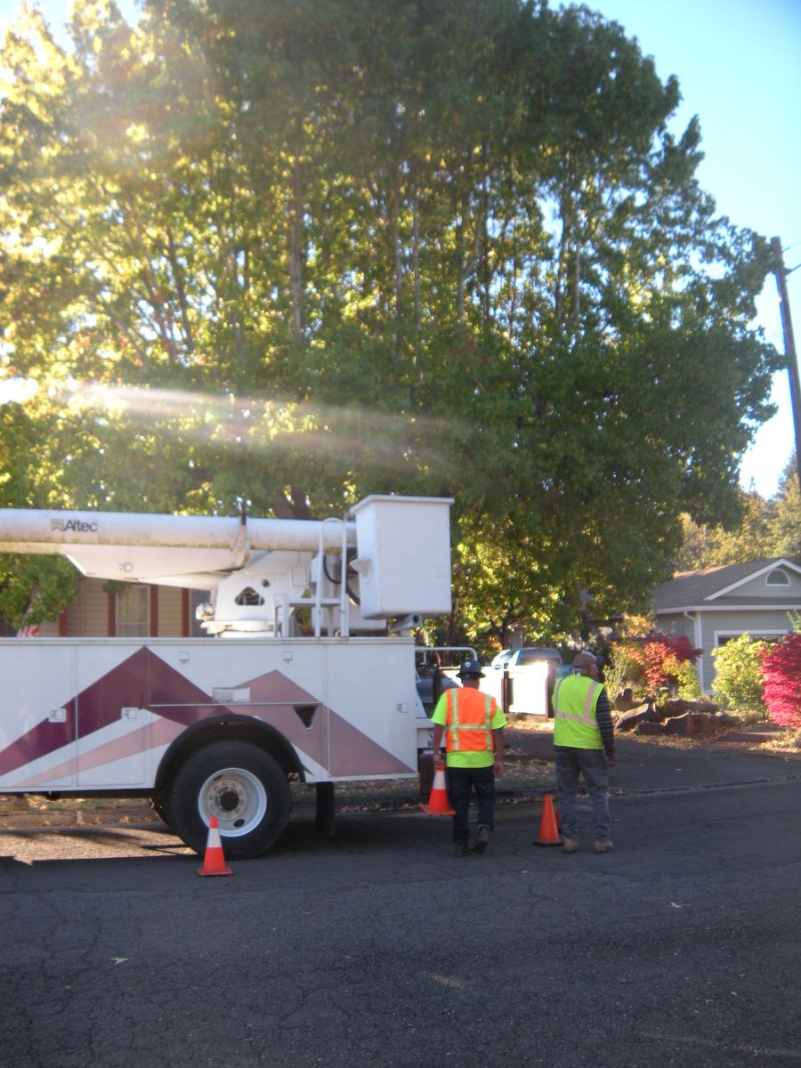 Tree Removals for Willamette Landscaping and Tree Services in Albany, OR
