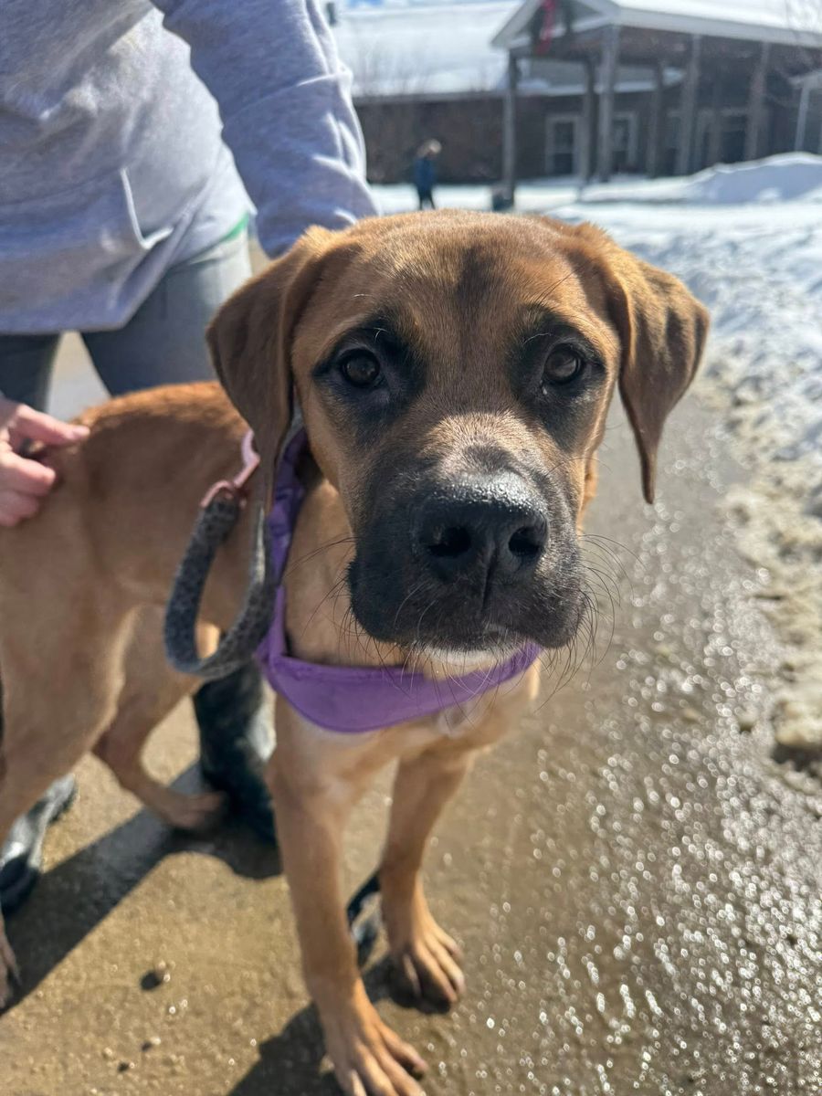 Animal Rescue for Sullivan Sanctuary of Maine in Brunswick, ME