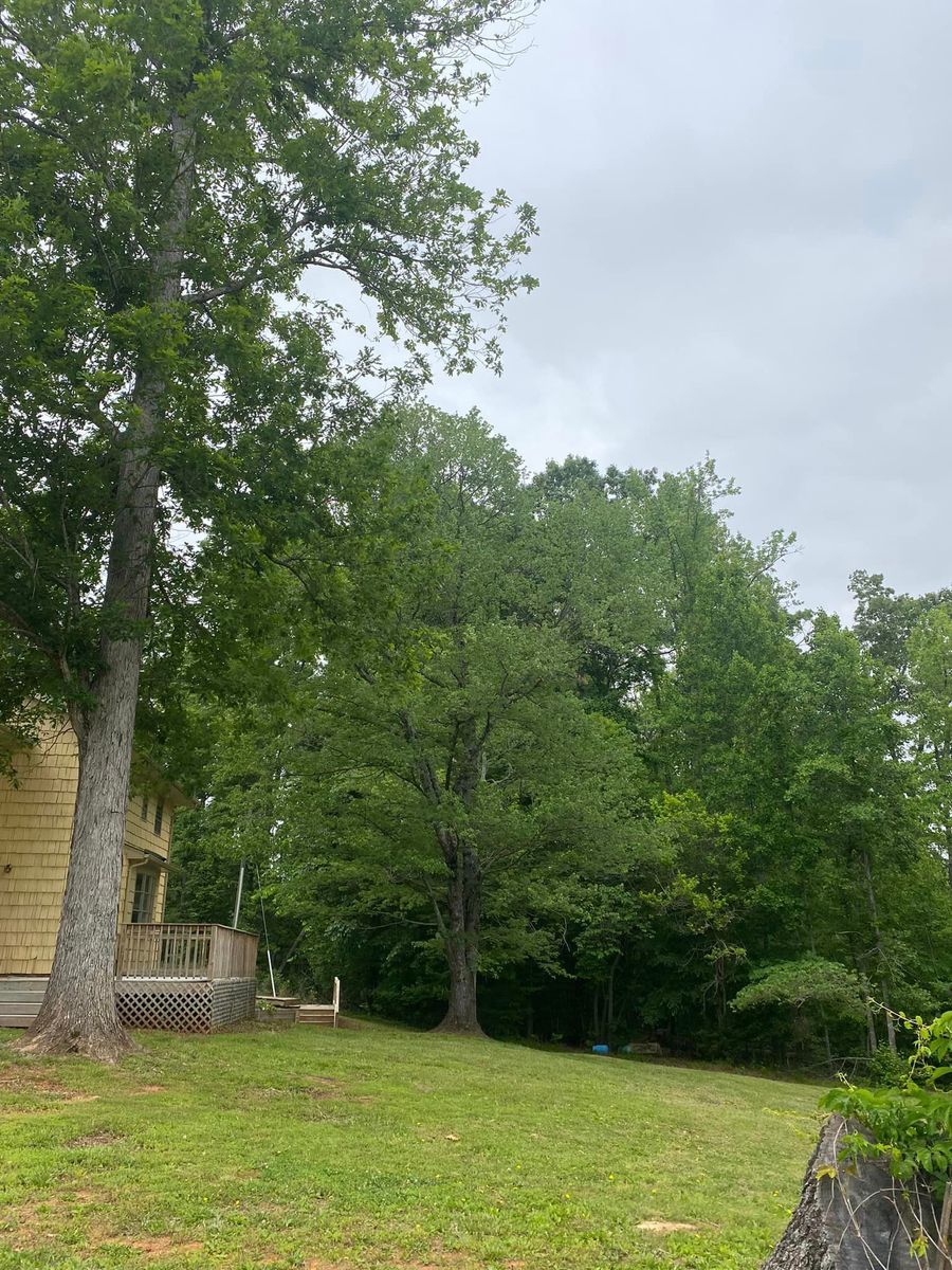 Tree Trimming for Ascending Tree Service LLC in Kenbridge, VA