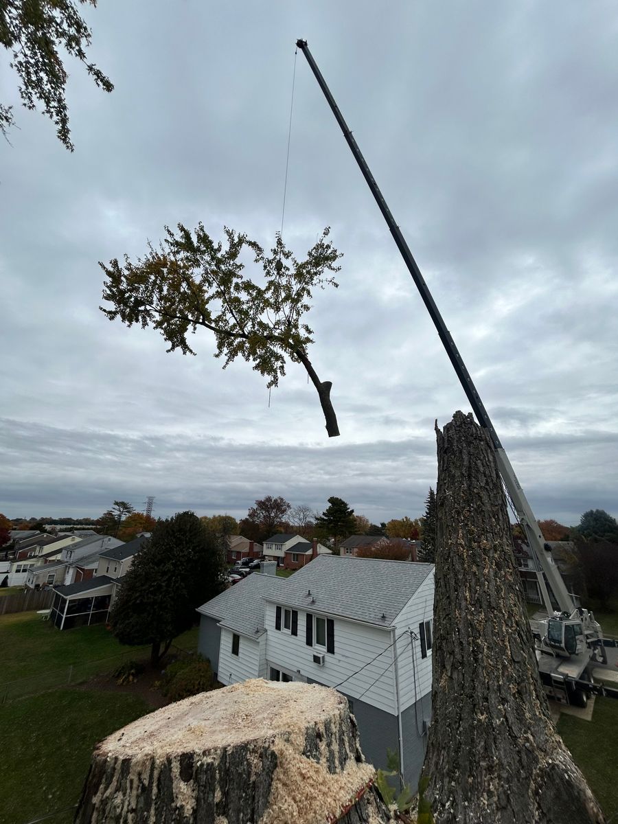Tree Trimming for Hingewood Tree Service in Salem, NJ