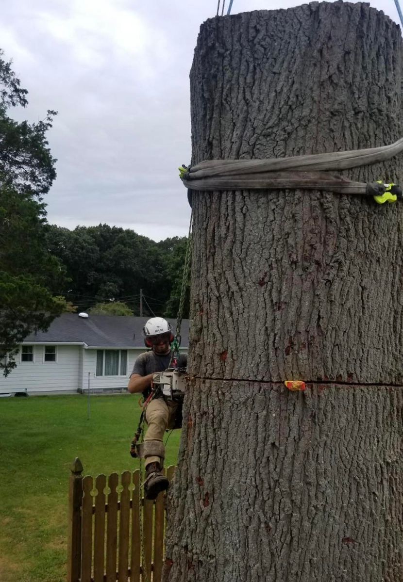 Tree Trimming for Hingewood Tree Service in Salem, NJ