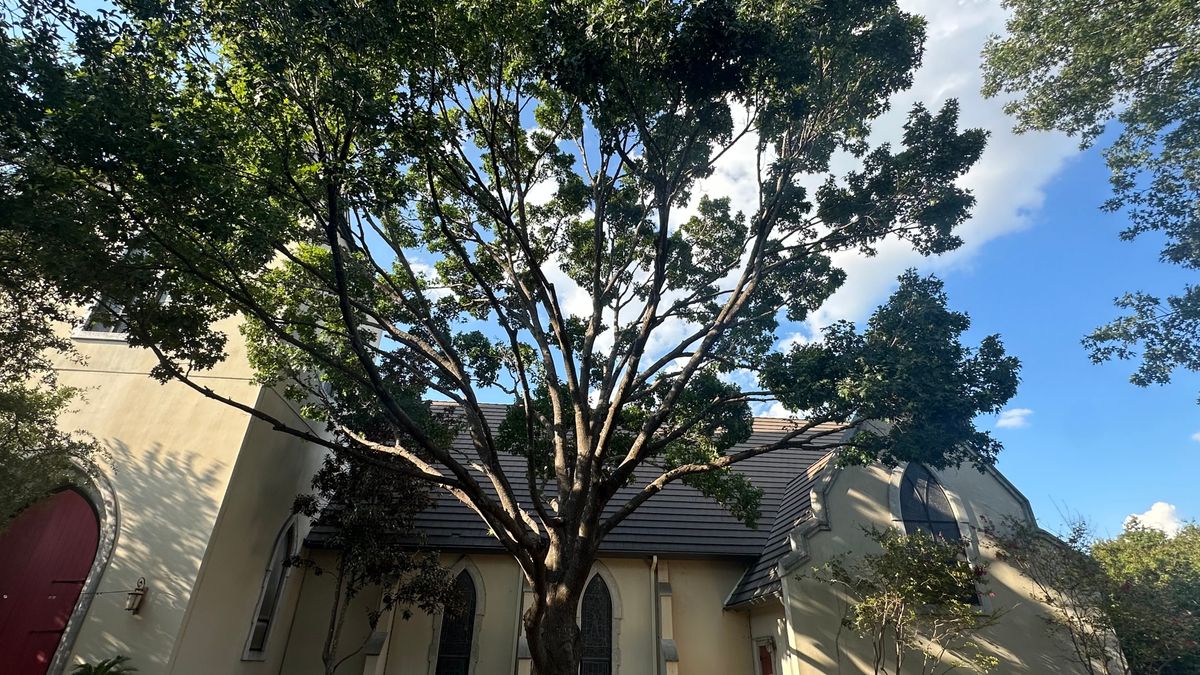 Tree Trimming Care for DR Landscape in San Antonio, TX