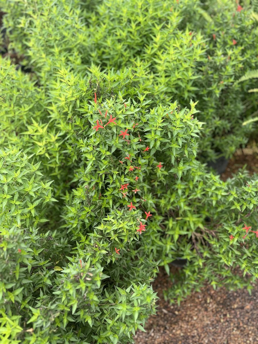 Landscape Installation for Atlas Land Design in Creekside Park, TX