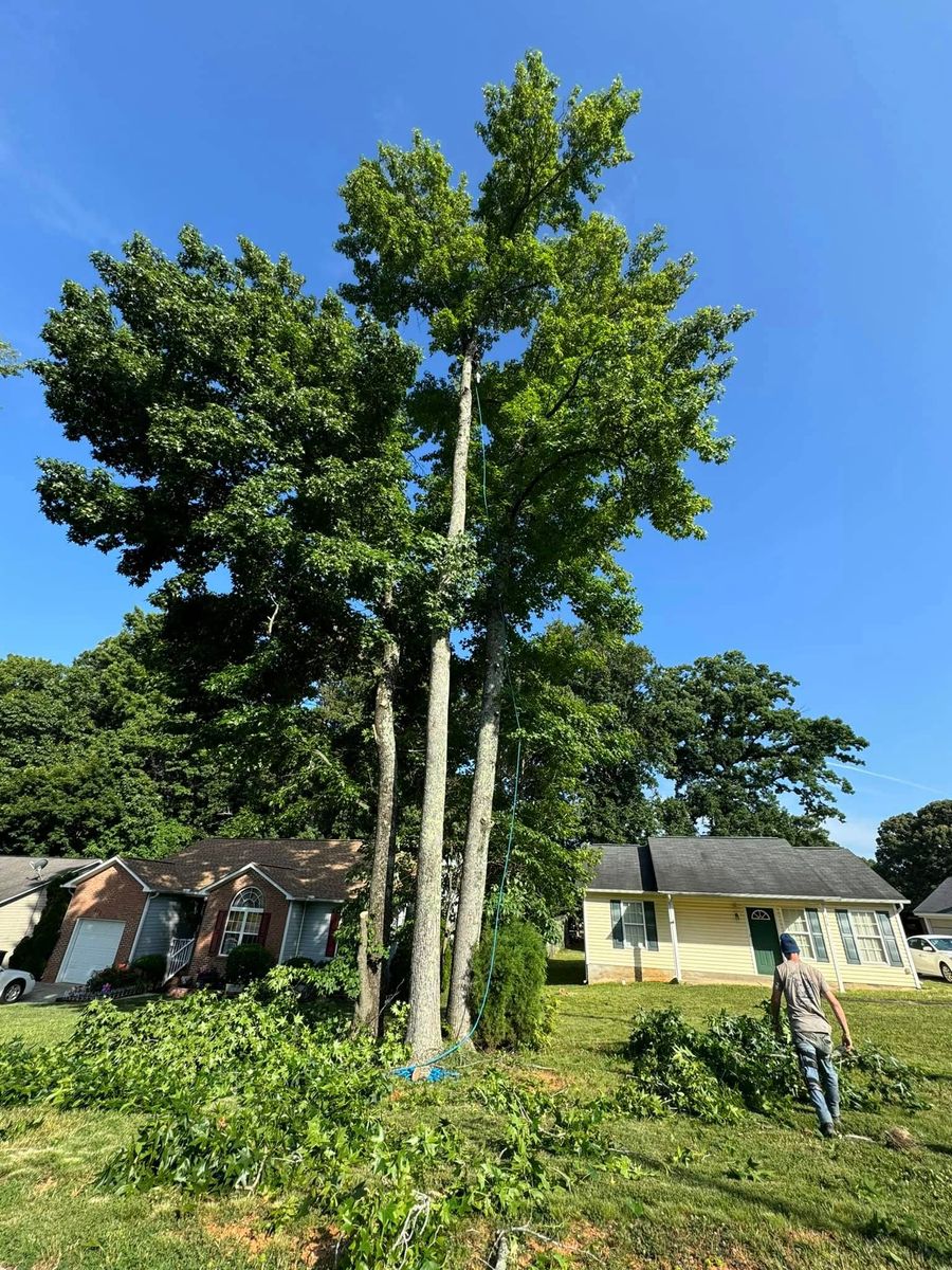 Tree Trimming for DW’s Tree Service in Winston-Salem, NC