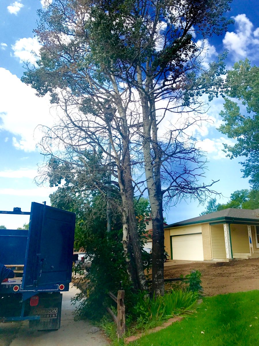 Tree & Shrub Care for Rock Masters Inc. in Evans, CO