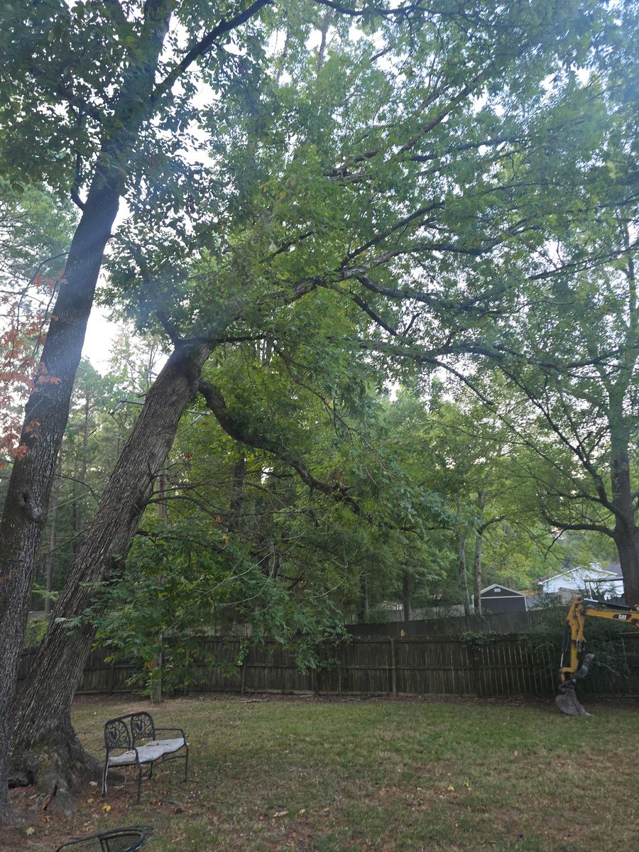 Tree Removal for Paquette's Tree Service in Malvern, AR