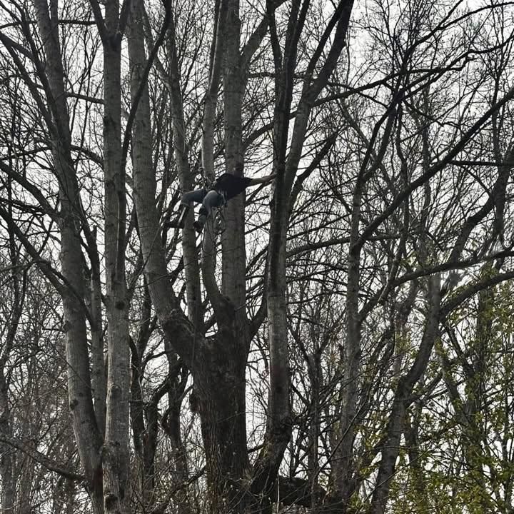 Tree Trimming for Wade's Family Tree Service in Townsend, TN
