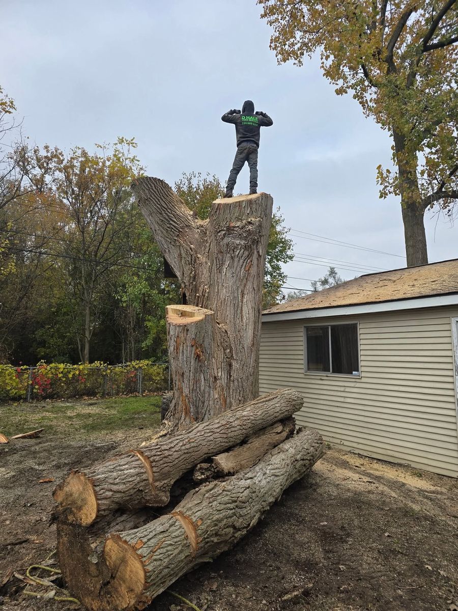 Hazard Work for D Hale Tree Service in Ann Arbor, MI