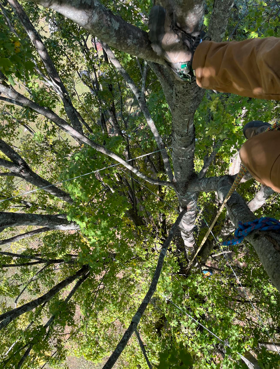 Cabling and Bracing for Settle Tree Services in Knoxville, TN