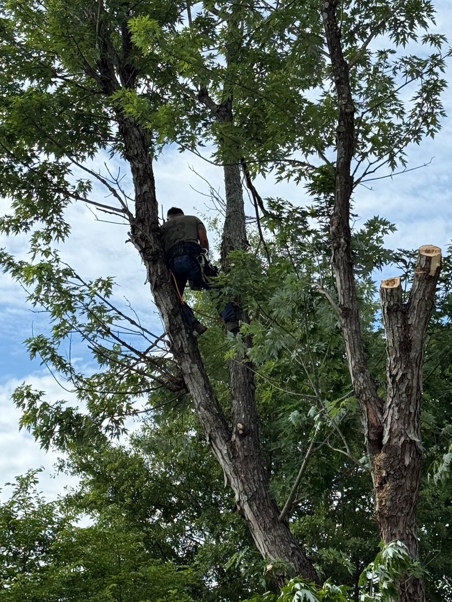 Tree Trimming for T N L - Tree and Land Service in Reynolds, GA