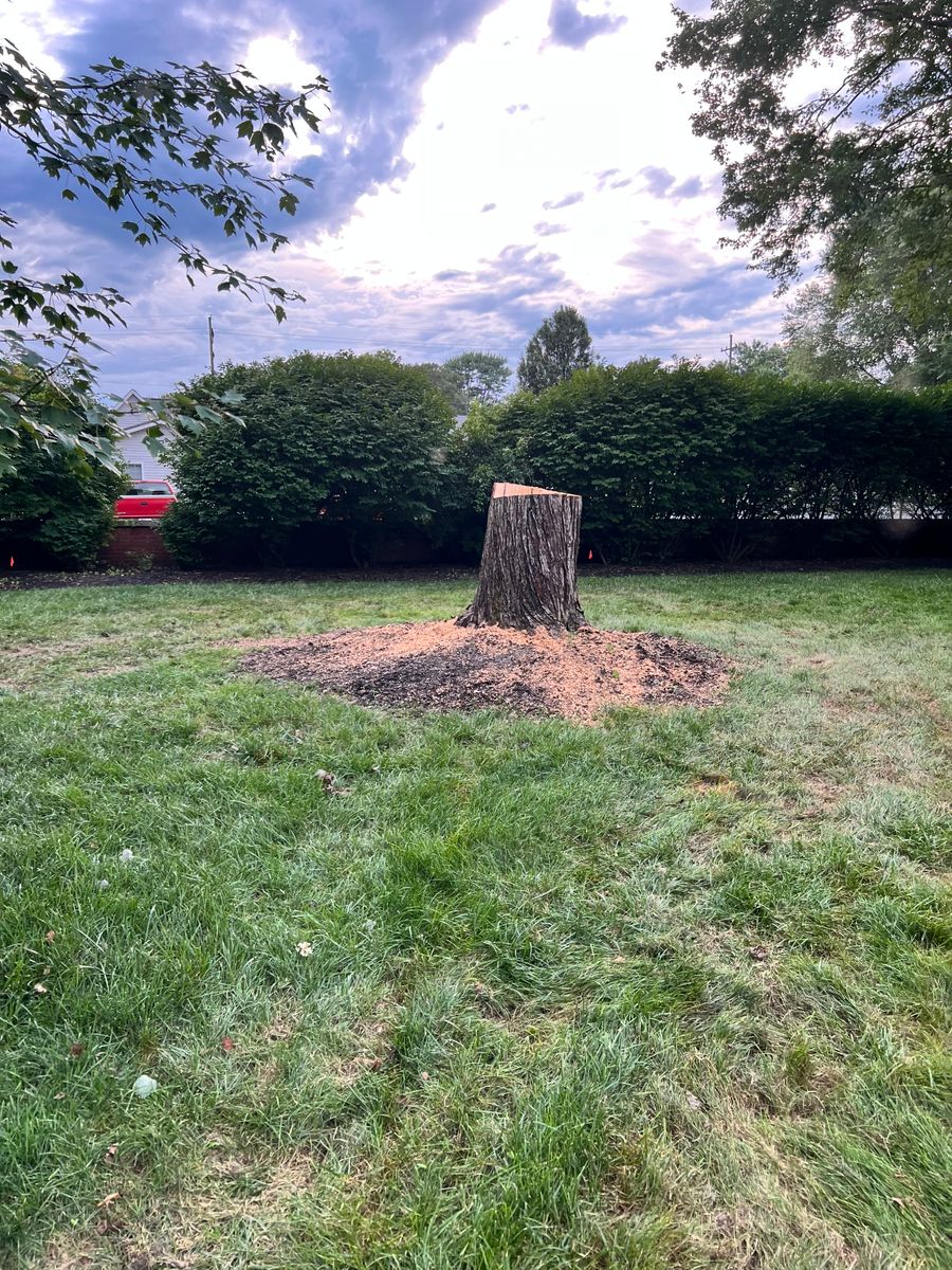 Tree Removal for Kadin’s Tree Service in North Vernon, IN