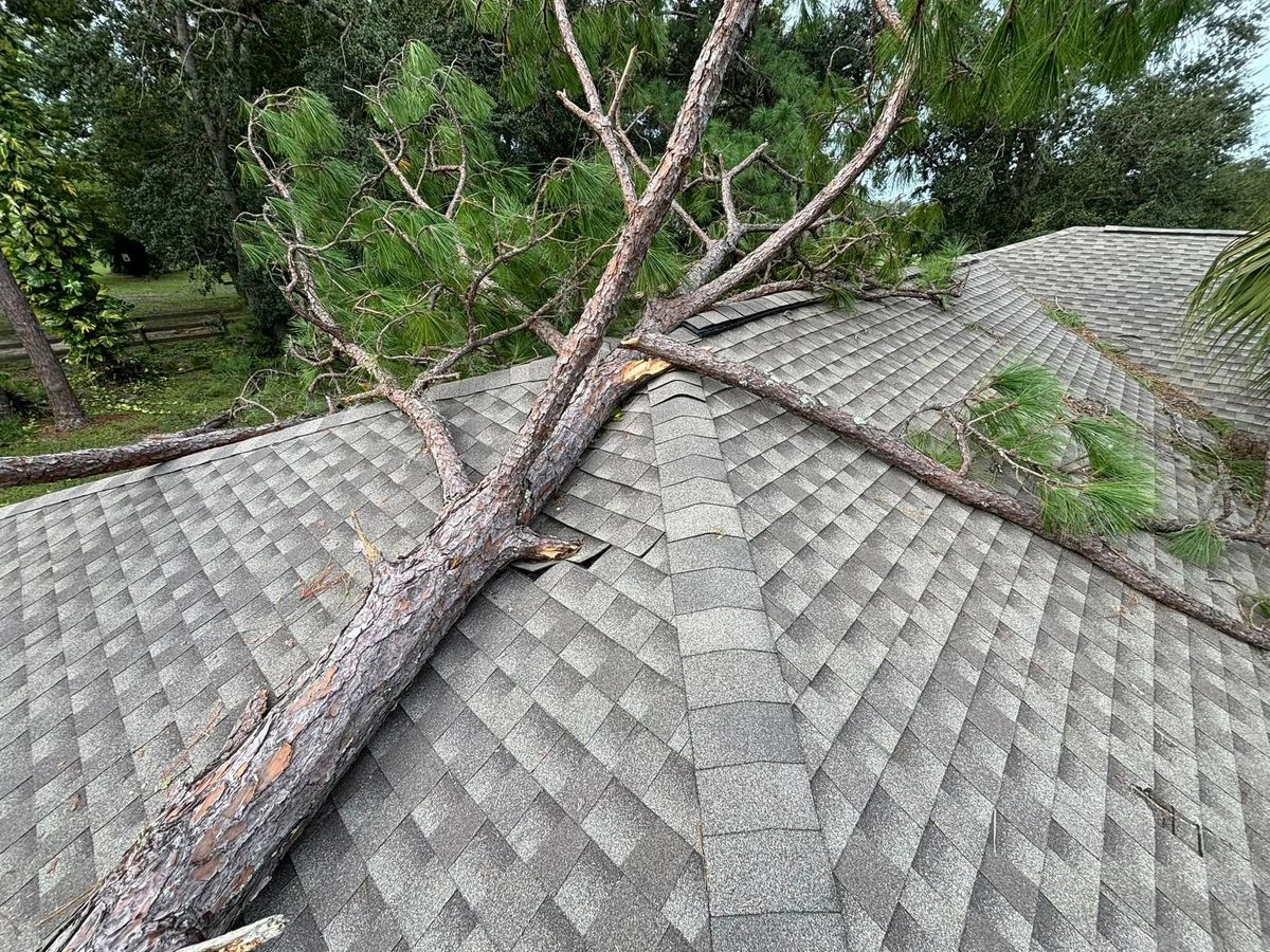 Tree Trimming / Removal for Parker Land Services in Lakeland, FL
