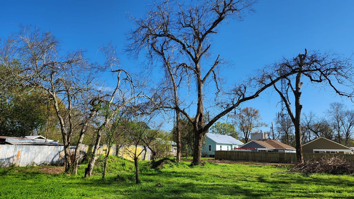 Tree Removal for Ken's Elite Cutters LLC  in Breaux Bridge, LA