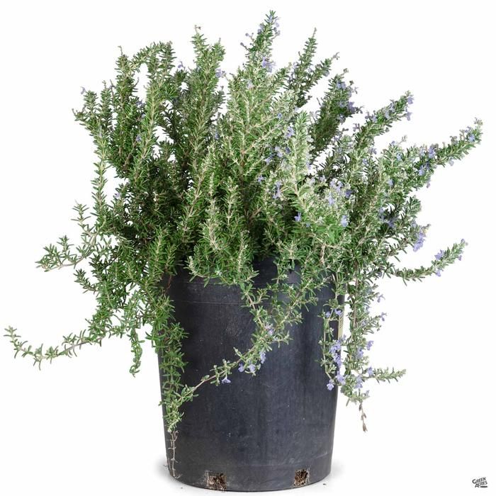 Landscape Installation for Atlas Land Design in Creekside Park, TX