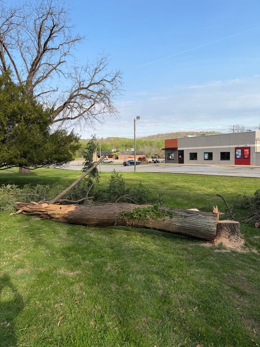 Tree & Shrub Care for Yard Barbers in Paoli, IN