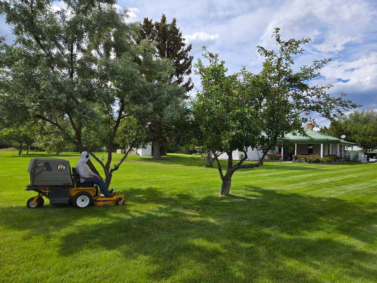 Small Tree Trimming (12 ft) for Eagle Bay Lawn & Landscape LLC in Helena, MT